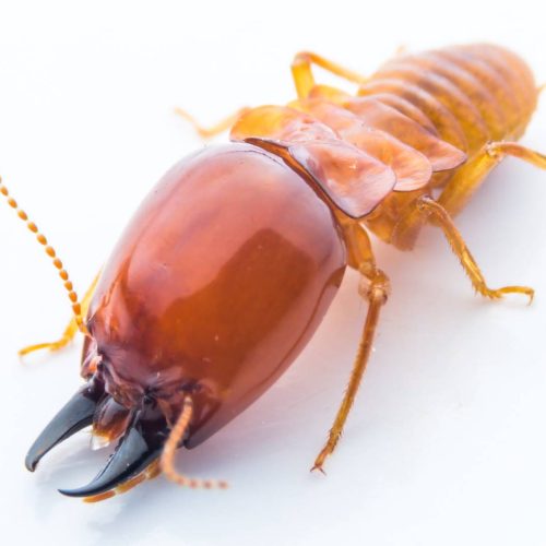 legend-pest-and-wildlife-solutions-termite-control-edit-min