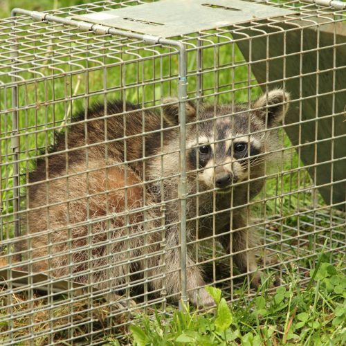 legend-pest-and-wildlife-solutions-trapped-raccoon-edit-min